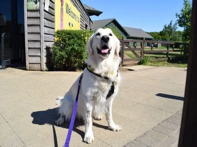 Buddy | Retriever (Golden) | Harefield West London - 3