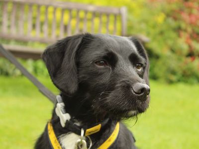 Cammy | Terrier (Patterdale) Cross | Newbury (Berkshire) - 3