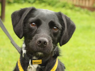 Cammy | Terrier (Patterdale) Cross | Newbury (Berkshire) - 2