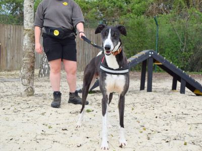 Cian | Greyhound | Harefield West London - 2