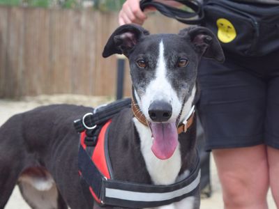 Cian | Greyhound | Harefield West London - 3