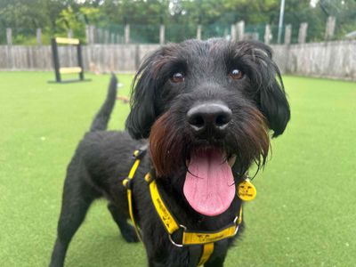 Reggie | Spaniel (Cocker) Cross | Glasgow - 3