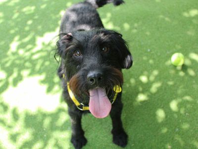 Reggie | Spaniel (Cocker) Cross | Glasgow - 5