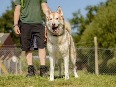 Kylo | Siberian Husky | Kenilworth (West Midlands) - 3