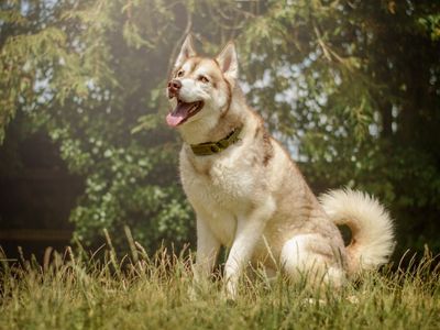 Kylo | Siberian Husky | Kenilworth (West Midlands) - 5