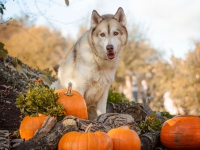 Kylo | Siberian Husky | Kenilworth (West Midlands) - 3