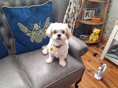 Gizmo | Shih Tzu | Merseyside (Liverpool) - 5