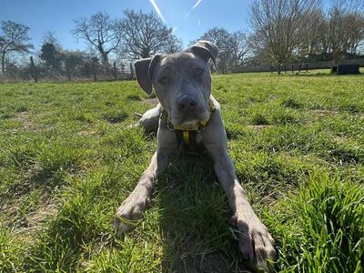 Cupid | Lurcher Cross | Shrewsbury (Shropshire) - 4