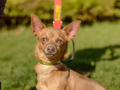 Mitzi | Chihuahua (Smooth Coat) Cross | Kenilworth (West Midlands) - 3