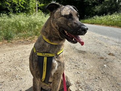 Nala | Crossbreed | Snetterton (Norfolk) - 3