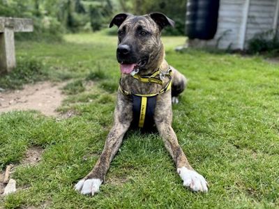 Nala | Crossbreed | Snetterton (Norfolk) - 3