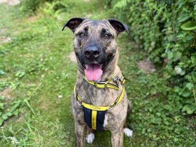 Nala | Crossbreed | Snetterton (Norfolk) - 5