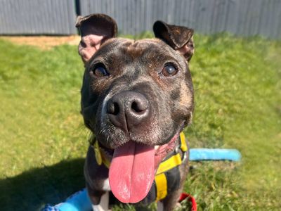 Gusty | Terrier (Staffordshire Bull) | Shoreham (Sussex) - 1