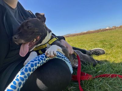 Gusty | Terrier (Staffordshire Bull) | Shoreham (Sussex) - 3
