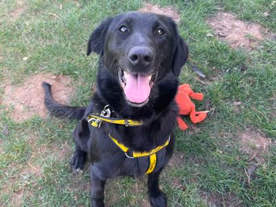 Pebbles | Retriever (Labrador) Cross | Snetterton (Norfolk) - 5