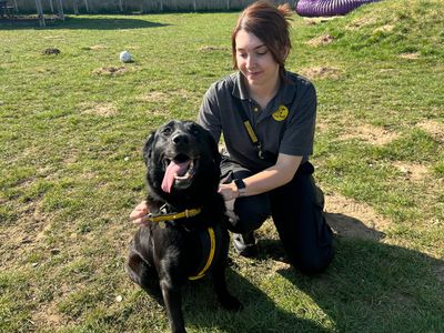 Pebbles | Retriever (Labrador) Cross | Snetterton (Norfolk) - 4