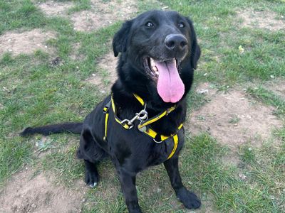 Pebbles | Retriever (Labrador) Cross | Snetterton (Norfolk) - 3