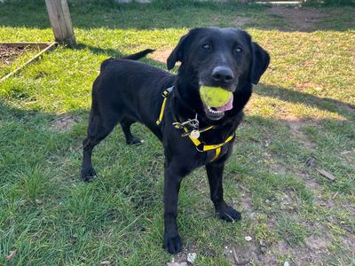 Pebbles | Retriever (Labrador) Cross | Snetterton (Norfolk) - 5