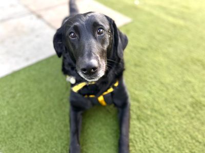 Pebbles — Retriever (Labrador) Cross