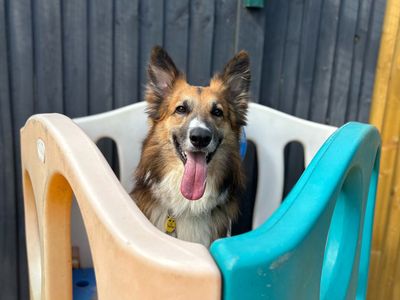 Trilby | Collie (Border) Cross | Shoreham (Sussex) - 3