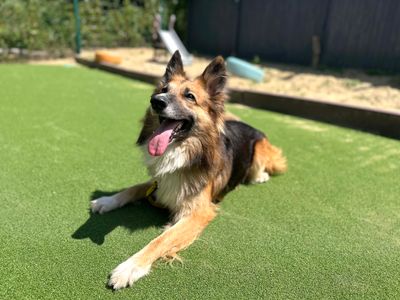 Trilby | Collie (Border) Cross | Shoreham (Sussex) - 5