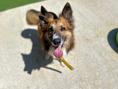 Trilby | Collie (Border) Cross | Shoreham (Sussex) - 3