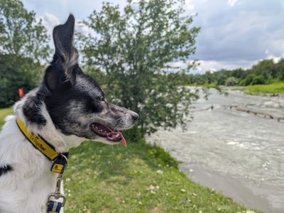 Poppy Flower | Collie (Border) | Basildon (Essex) - 2