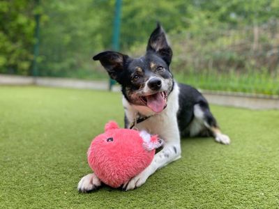 Poppy Collie | Collie (Border) | Basildon (Essex) - 3