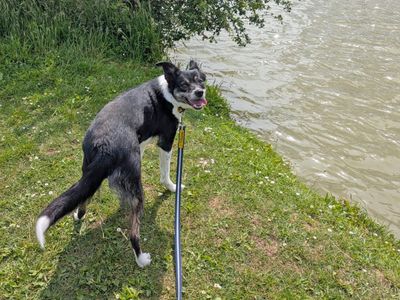 Poppy Collie | Collie (Border) | Basildon (Essex) - 5