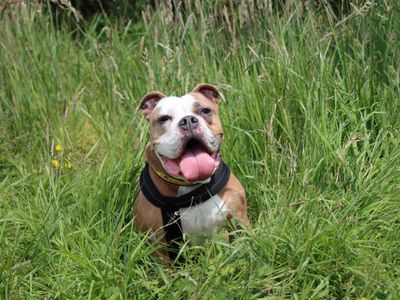 Nala | Bulldog | Darlington - 3