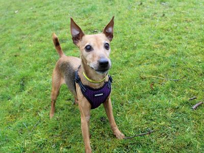 Linda | Terrier (Patterdale) Cross | Merseyside (Liverpool) - 3