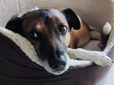 Tuna | Collie (Border) Cross | Kenilworth (West Midlands) - 5