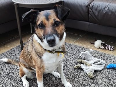 Tuna | Collie (Border) Cross | Kenilworth (West Midlands) - 3