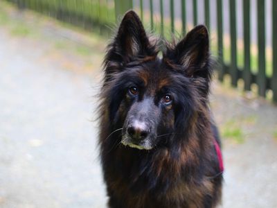 Ratchet | German Shepherd Dog | Manchester - 2