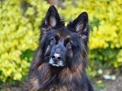 Ratchet | German Shepherd Dog | Manchester - 3
