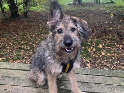 Jess | German Shepherd Dog Cross | Leeds - 3