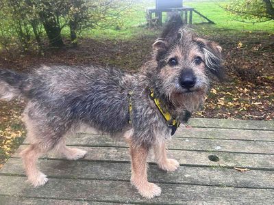 Jess | German Shepherd Dog Cross | Leeds - 5