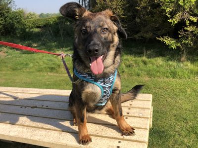 Luna | German Shepherd Dog Cross | Leeds - 3