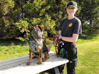 Luna | German Shepherd Dog Cross | Leeds - 2