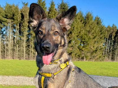 Luna | German Shepherd Dog Cross | Leeds - 3