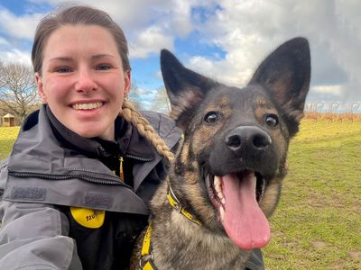 Luna | German Shepherd Dog Cross | Leeds - 2