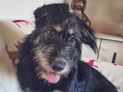 Jelly Bean | German Shepherd Dog Cross | Leeds - 5