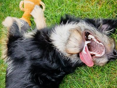 Jelly Bean | German Shepherd Dog Cross | Leeds - 3