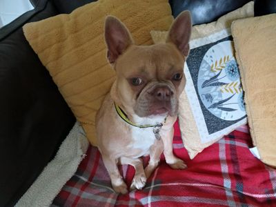 Bambi | French Bulldog | Salisbury (Wiltshire) - 3