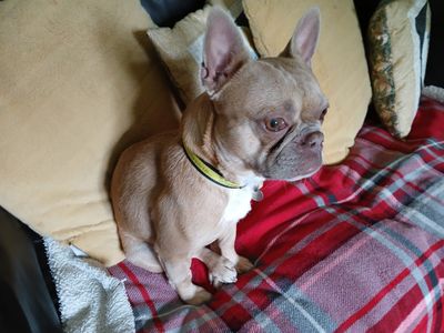 Bambi | French Bulldog | Salisbury (Wiltshire) - 2