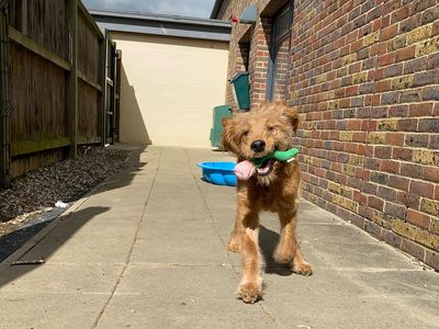 Teddy | Retriever (Golden) Cross | Basildon (Essex) - 5