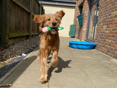 Teddy | Retriever (Golden) Cross | Basildon (Essex) - 3