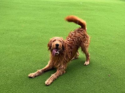 Freddie | Retriever (Golden) Cross | Salisbury (Wiltshire) - 3