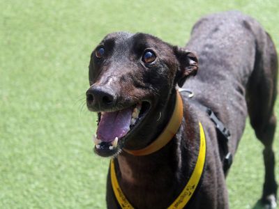 Ben | Greyhound | Merseyside (Liverpool) - 3