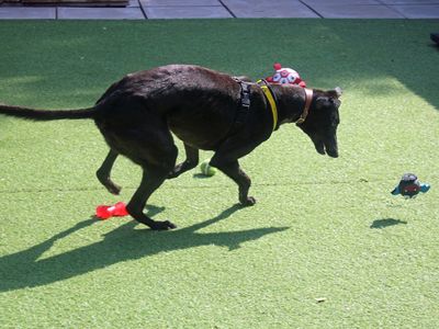 Ben | Greyhound | Merseyside (Liverpool) - 5